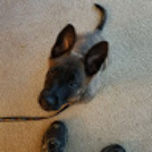 Meet your Posher, Arthur